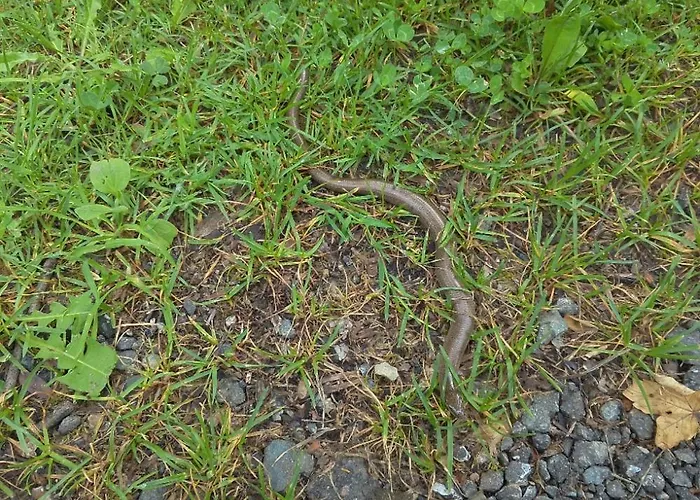 Chaloupka U Potůčku Horská chata *